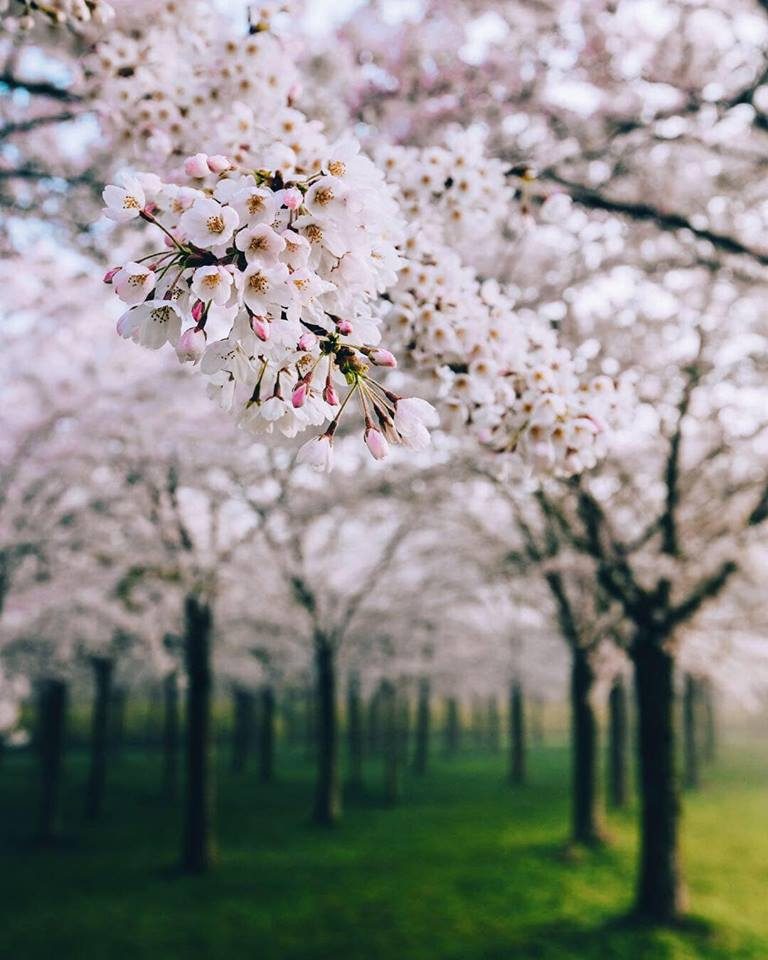 tháng 4 đến Hà Lan